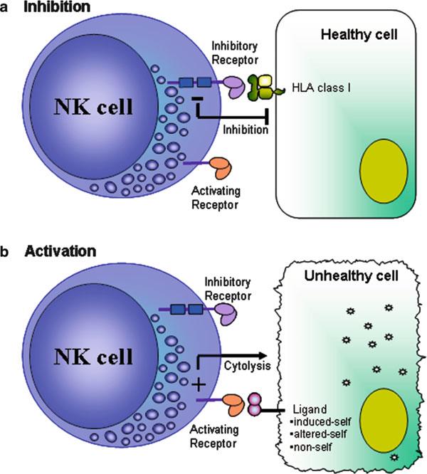 Células NK. Inhibición y Activación