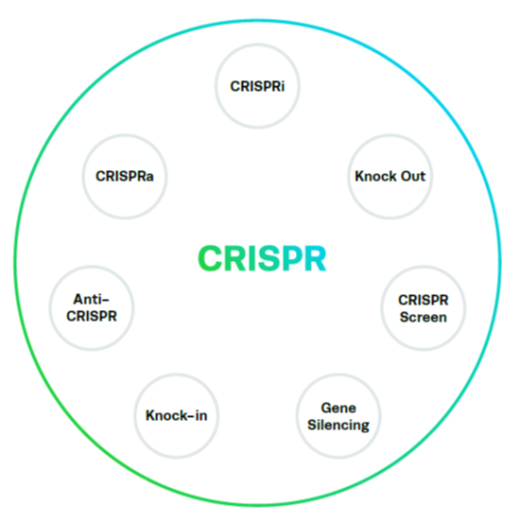 Sistema CRISPR cas9