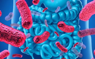 Microbiota y sus funciones