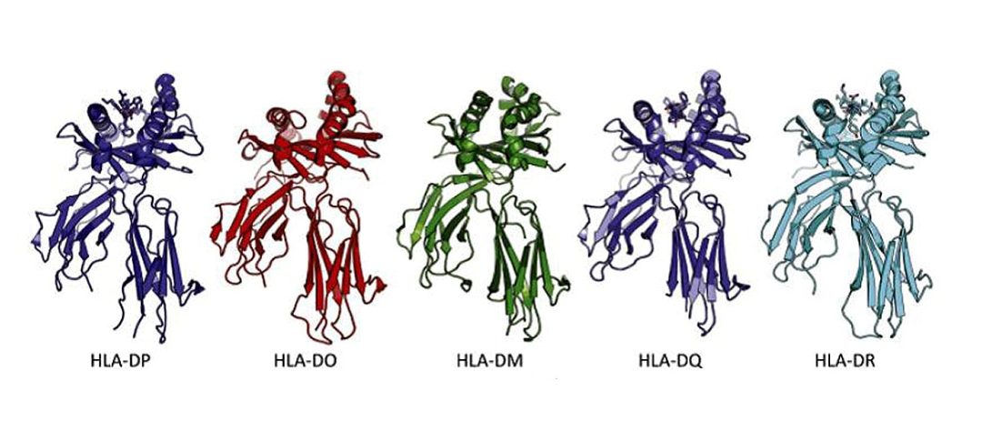Moléculas HLA de clase II: HLA-DP