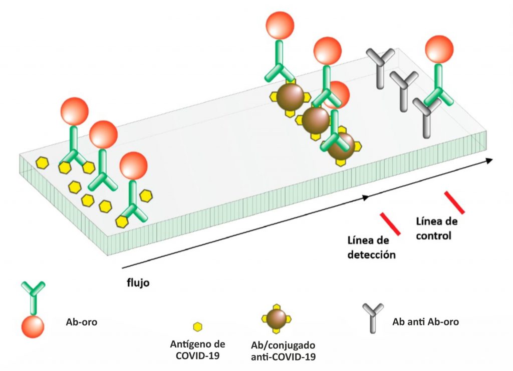Esquema de funcionamiento y componentes del test rápido de antígeno COVID-19