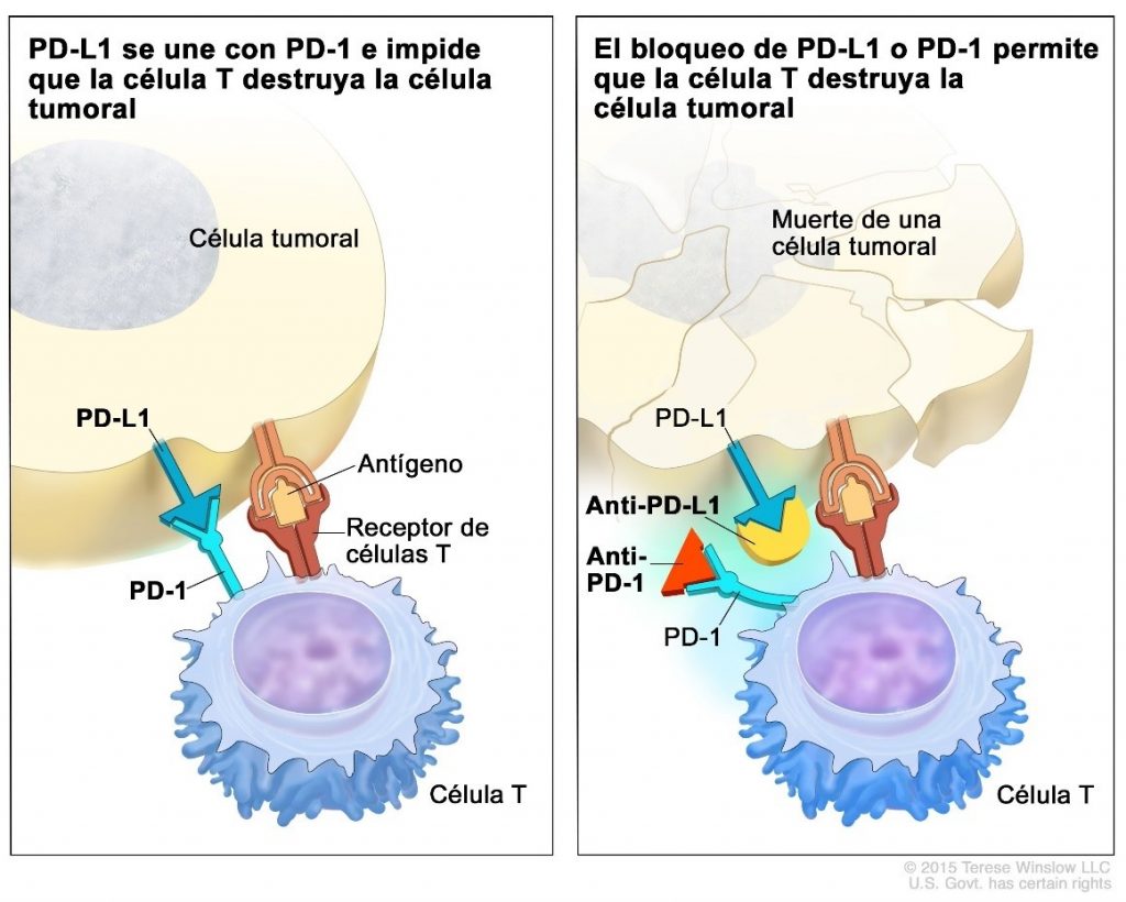 Mecanismos de accion basicos de farmacos Anti-PD-1 y Anti-PD-L1 en cancer de pulmon