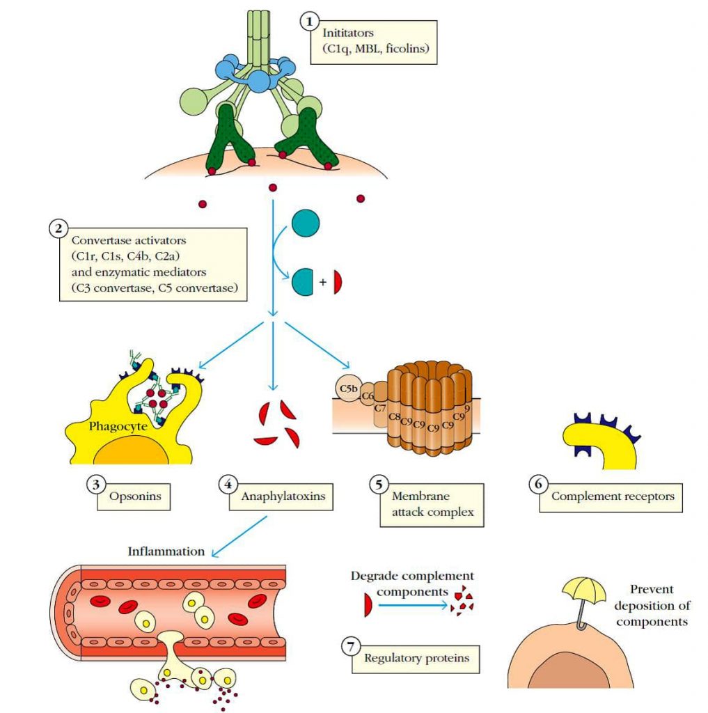 Proteinas que participan en el sistema del complemento