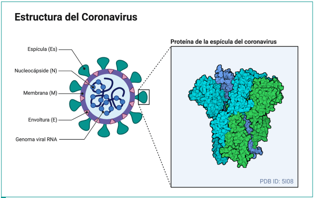 estructura del coronavirus proteína s