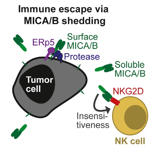 Mecanismo de escape de células tumorales por liberación de MICA/B