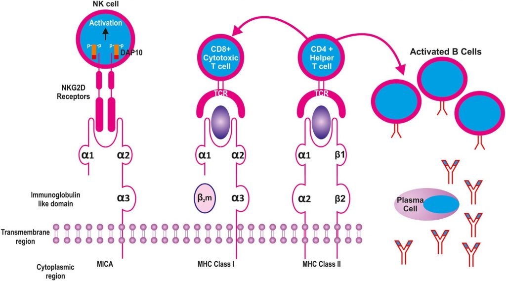 Similitudes estructurales entre las moléculas MHC I, MHC II y MICA