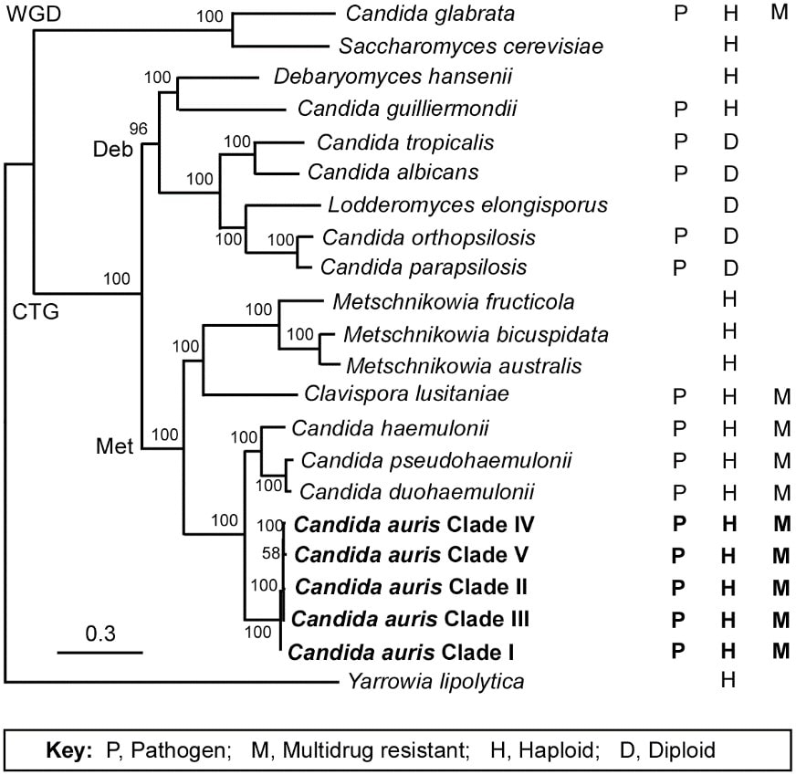 Árbol filogenético de cercanía de C.auris con C.haemulonii en la rama CTG