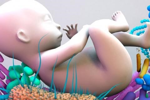 microbiota en bebes