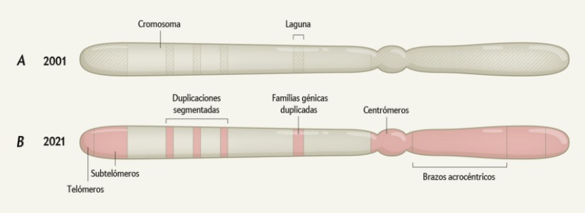comparación genoma humano 20 años después