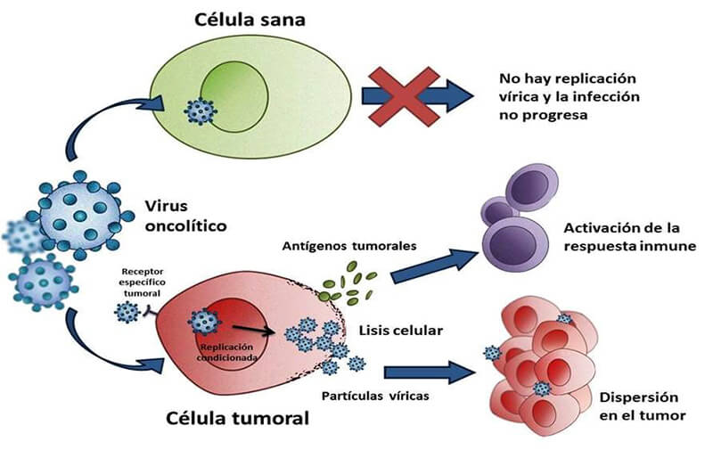 Actuación virus oncolítico