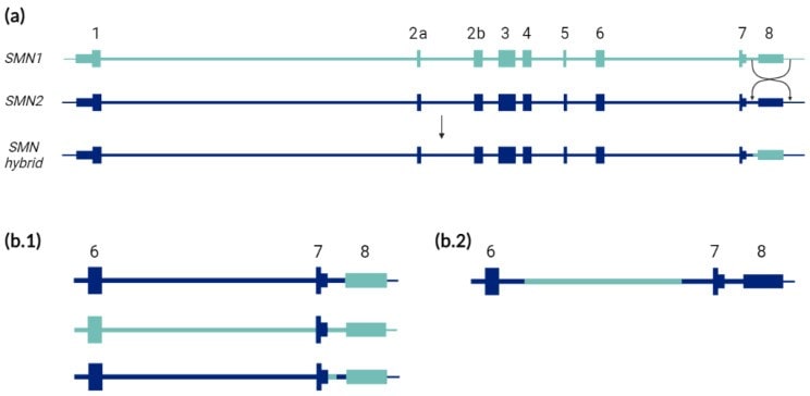 Diferentes genes híbridos SMN1-SMN2