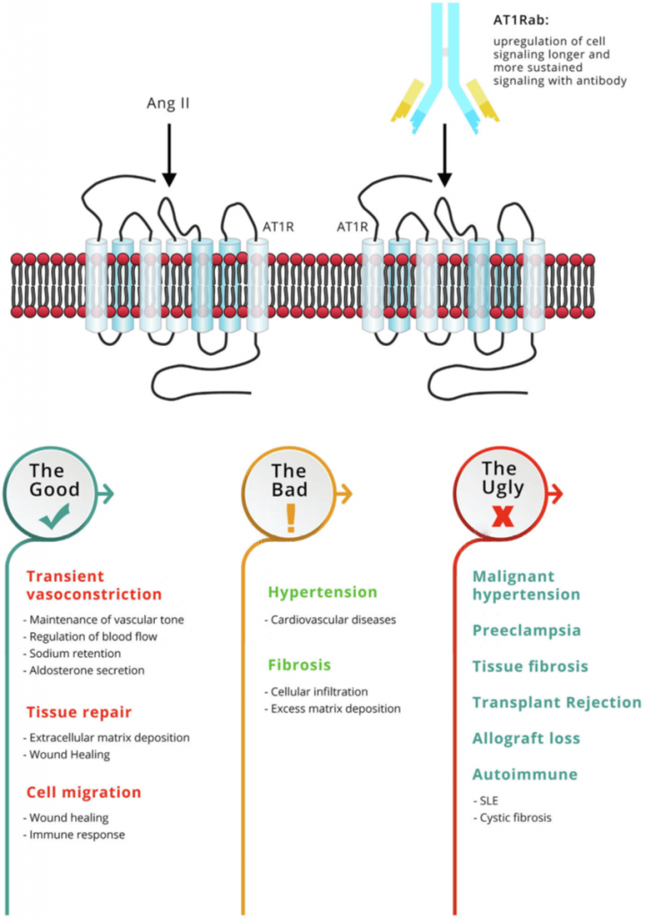 Funciones del receptor angiotensina II tipo 1