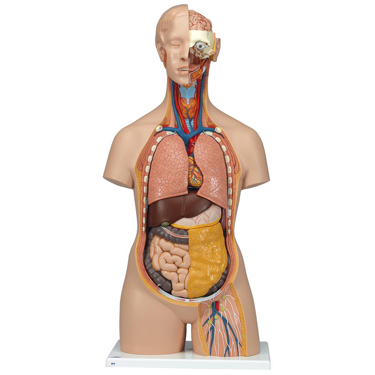 Medicina - Anatomía | PALEX MEDICAL .