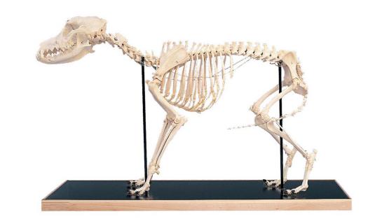 Modelo anatómico esqueleto de perro
